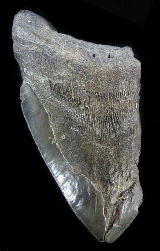 Partial, Megalodon Tooth - South Carolina #38743